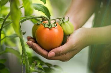 Organically grow the holistic world view